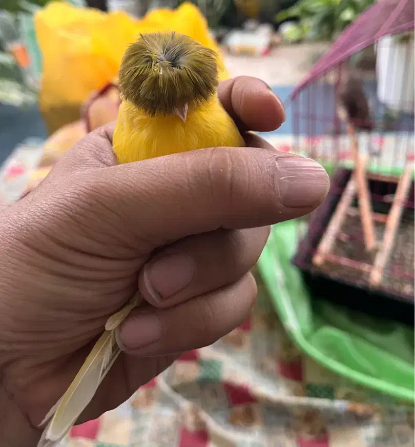 قناری نژاد گلاستر|پرنده|ساری, |دیوار