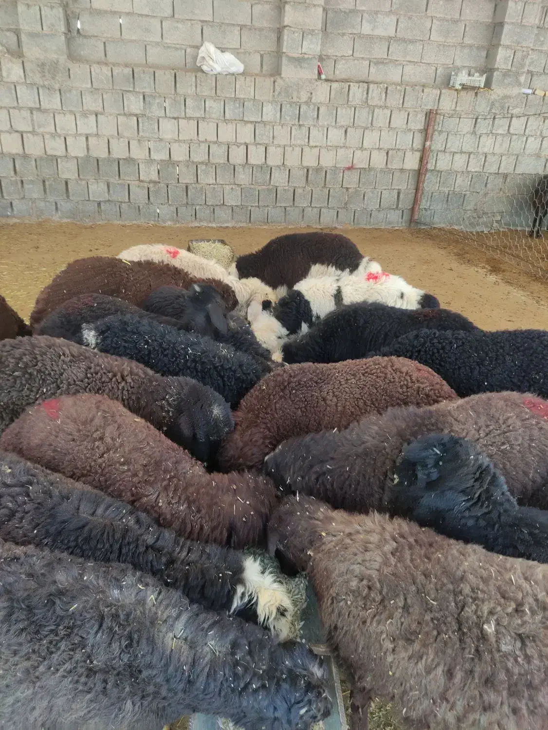 بره شیری|حیوانات مزرعه|دزفول, |دیوار