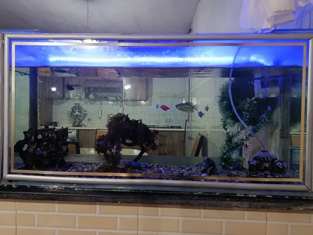 یک عدد اکواریوم|ماهی|نقده, |دیوار