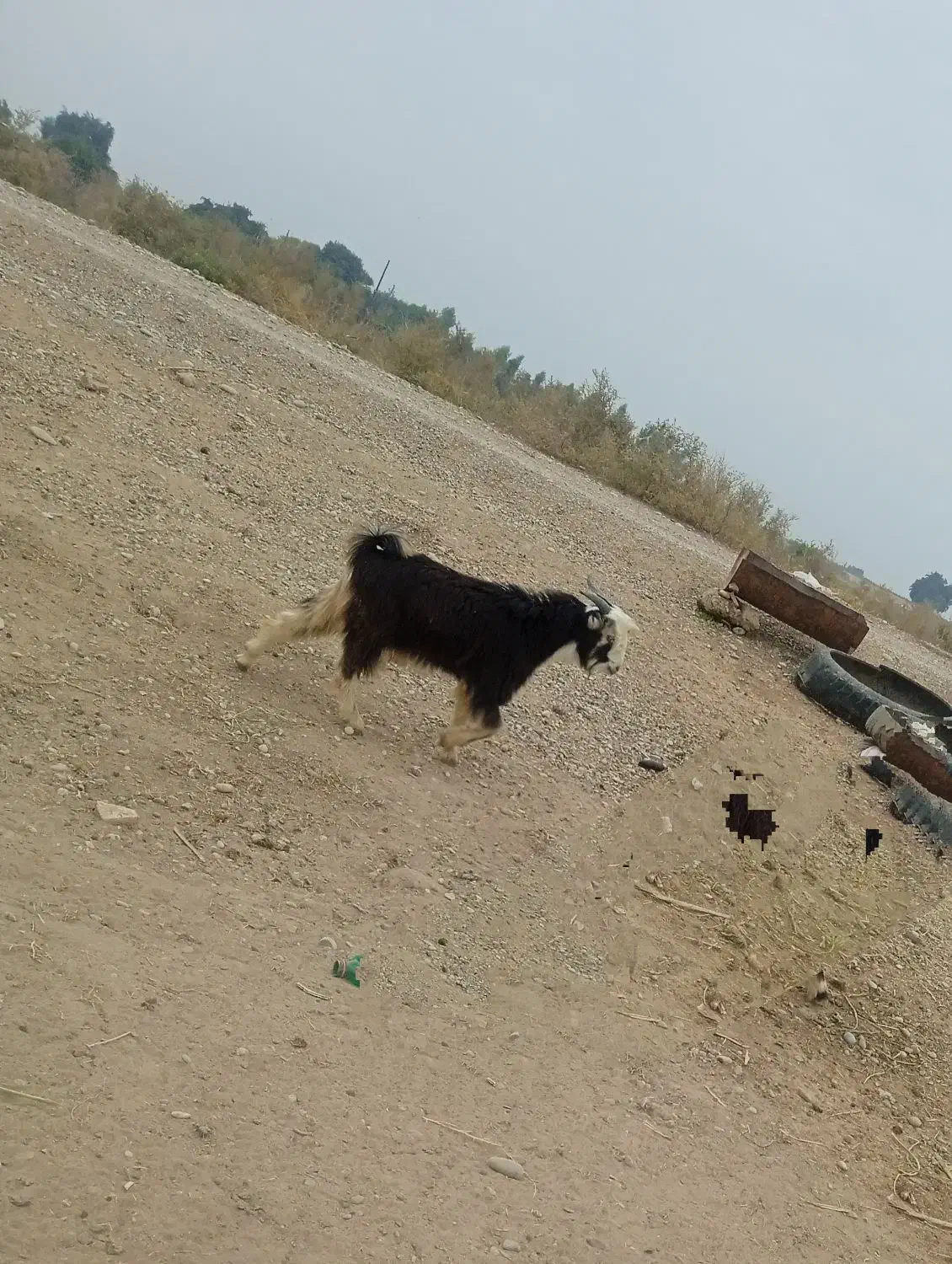 بیگ نر|حیوانات مزرعه|شوش, |دیوار