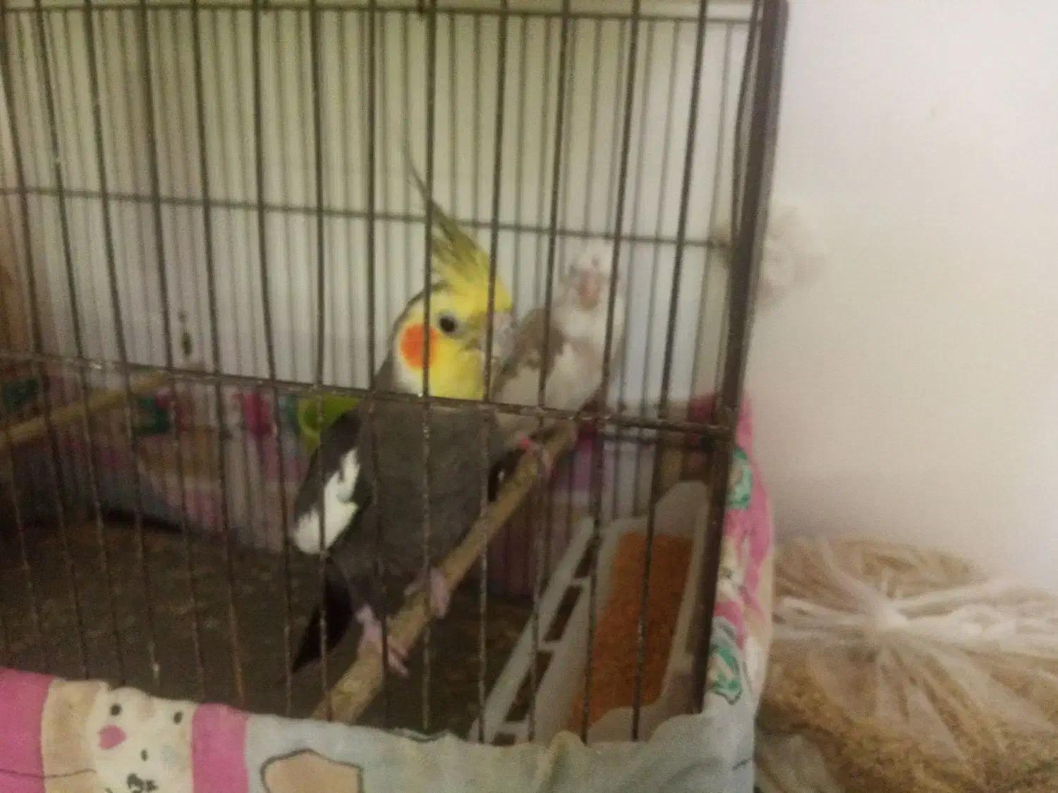 جفت عروس هلندی با جوجه|پرنده|مرودشت, ثبت احوال|دیوار