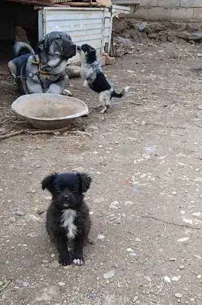 تل بازیگوش|سگ|ملایر, |دیوار