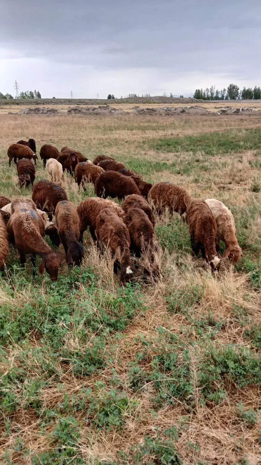 ۲۵ راس بره و توغلی نیم گوشت پای پروار|حیوانات مزرعه|اردبیل, |دیوار