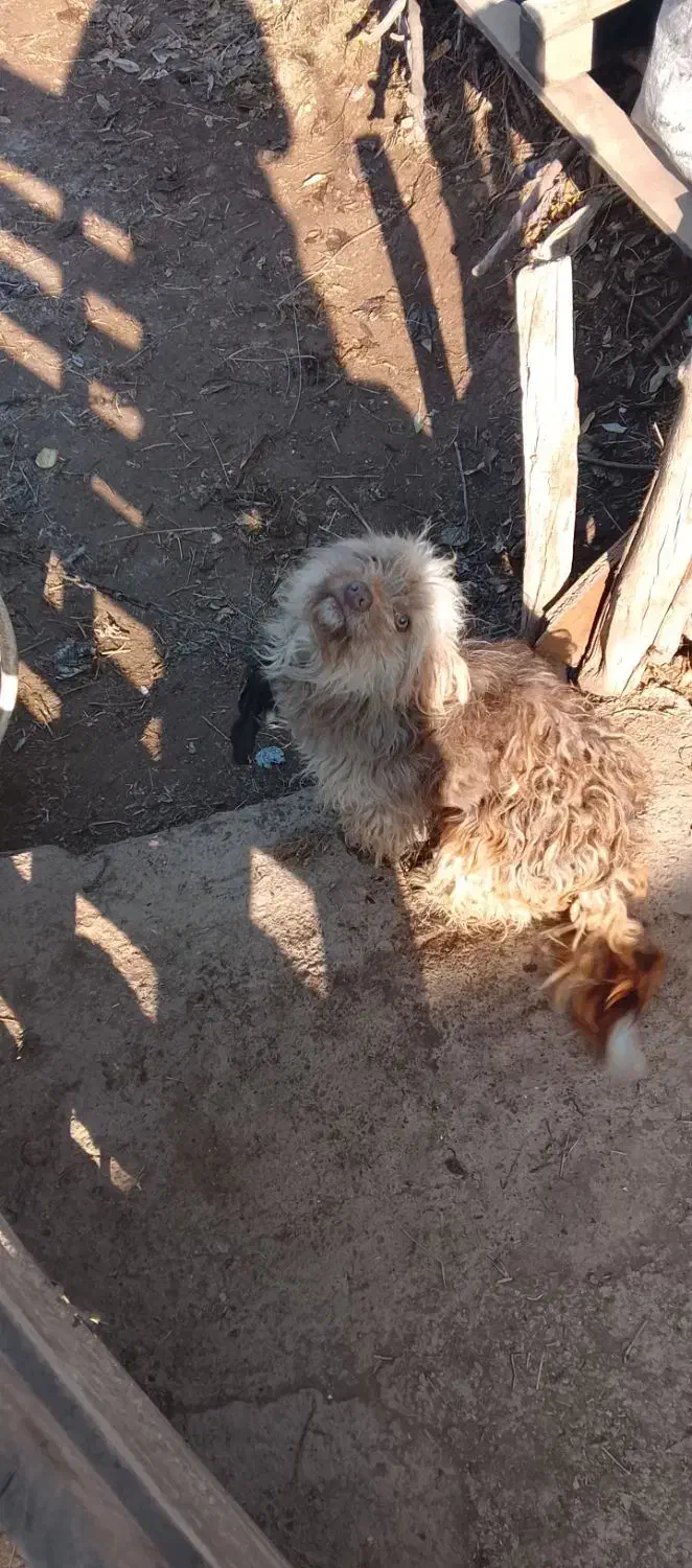 واگزاری سگ|سگ|ایواوغلی, |دیوار