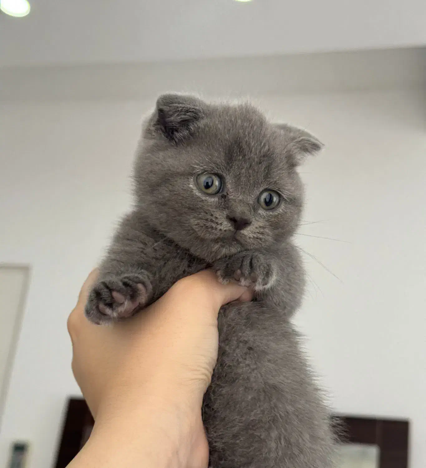 گربه اسکاتیش فولد|گربه|صومعه‌سرا, |دیوار