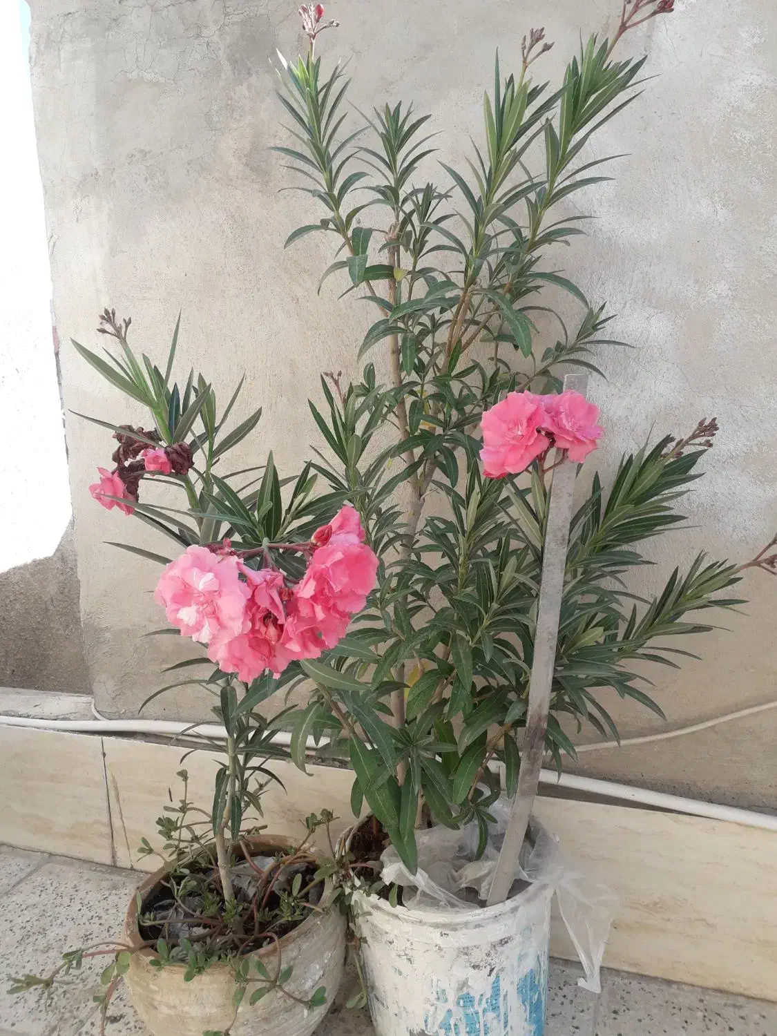 گیاه خرزهره|گل و گیاه طبیعی|مشهد, آزادشهر|دیوار