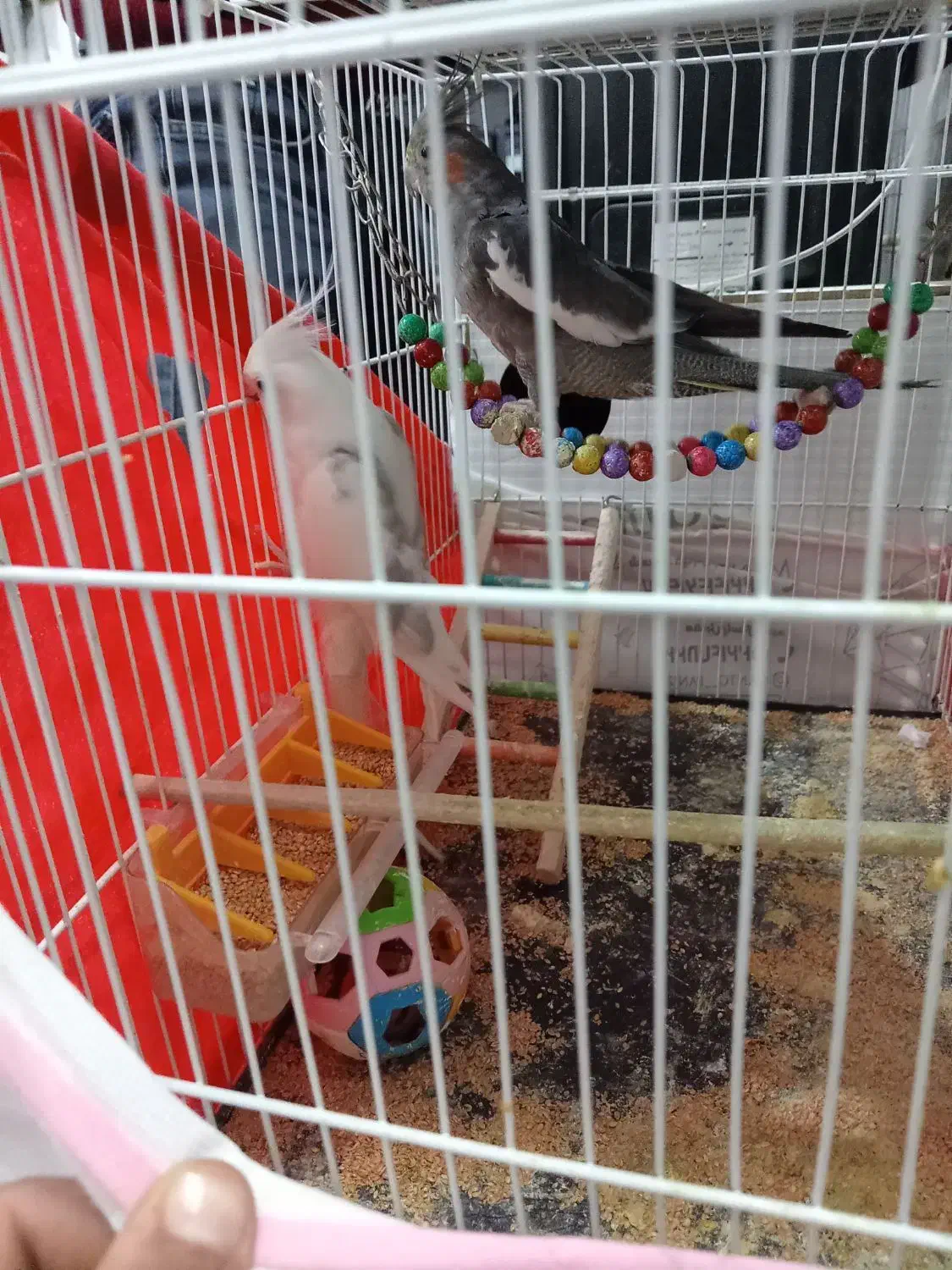 یک جفت عروس هلندی|پرنده|تربتحیدریه, بالا ولایت|دیوار