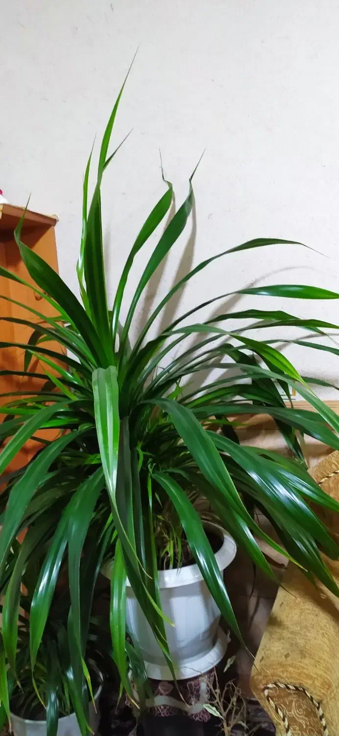 گل وگیاه|گل و گیاه طبیعی|ماهان, |دیوار