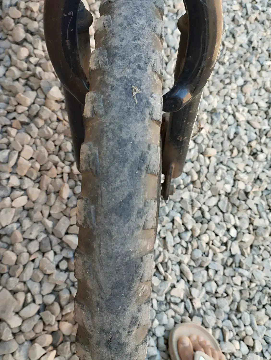 دوچرخه اصل ویوا|دوچرخه، اسکیت، اسکوتر|گنبد کاووس, |دیوار