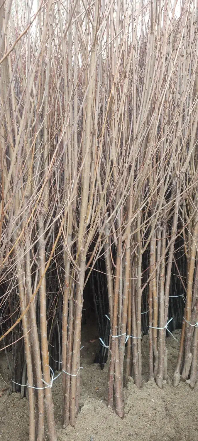 نهال فروشی|خدمات باغبانی و درختکاری|میاندوآب, |دیوار