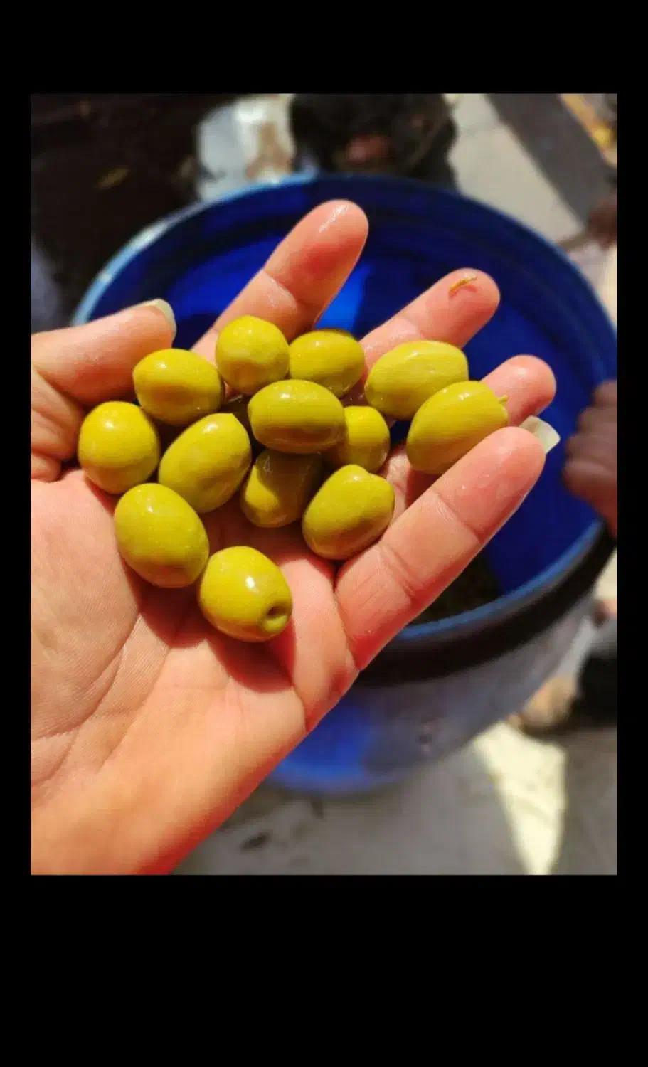 انواع زیتون شمال|خوردنی و آشامیدنی|تهران, آرژانتین|دیوار