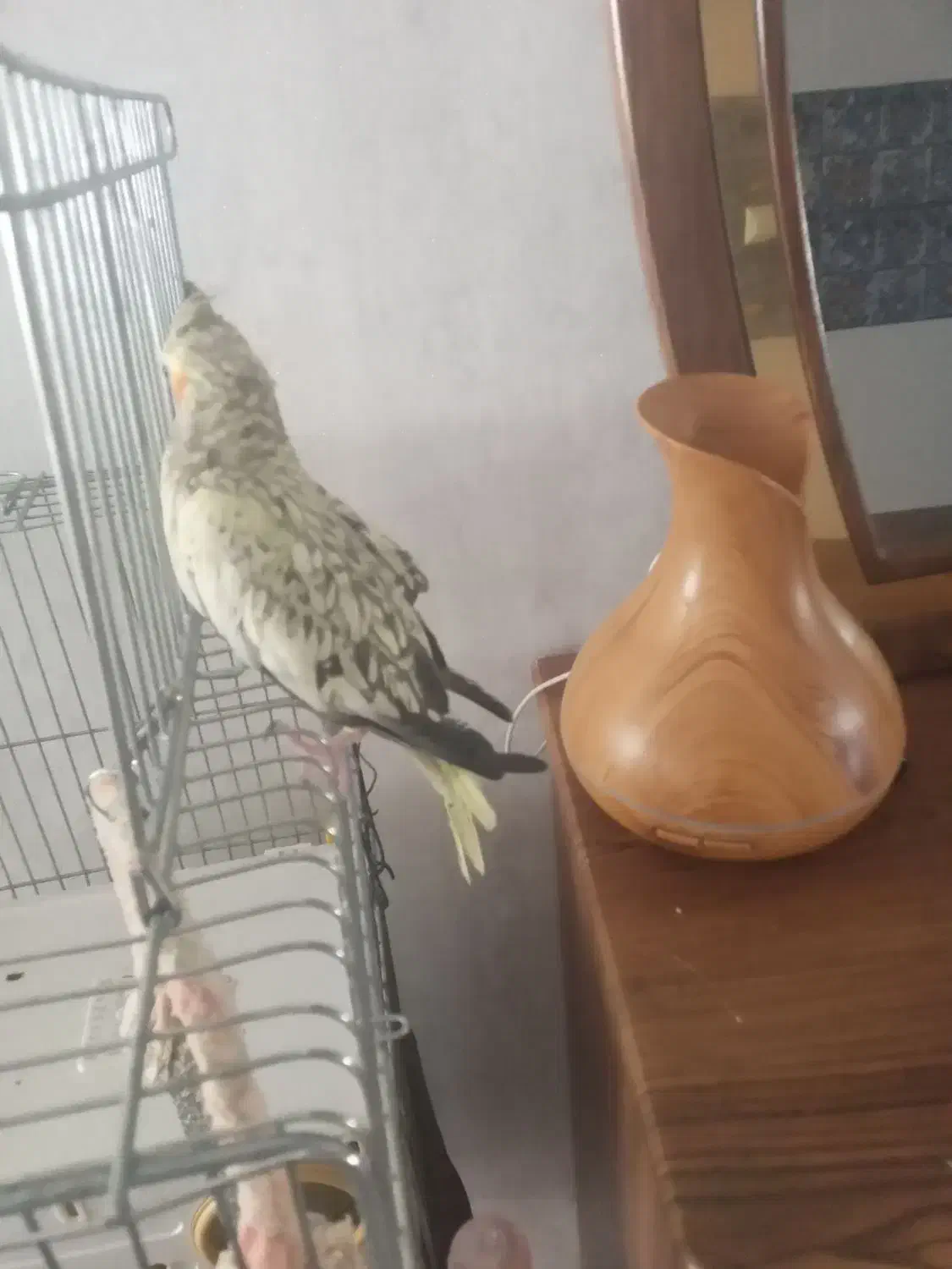 عروس هلندی ماده اهلی قیمت ۱۰۰۰۰یک میلیون تومان|پرنده|دیواندره, |دیوار