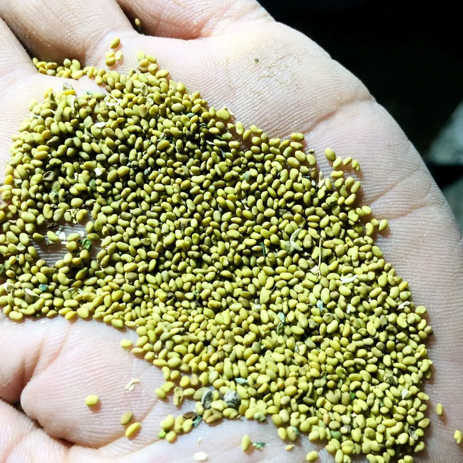 فروش بذر یونجه|عمدهفروشی|نصر آباد, |دیوار