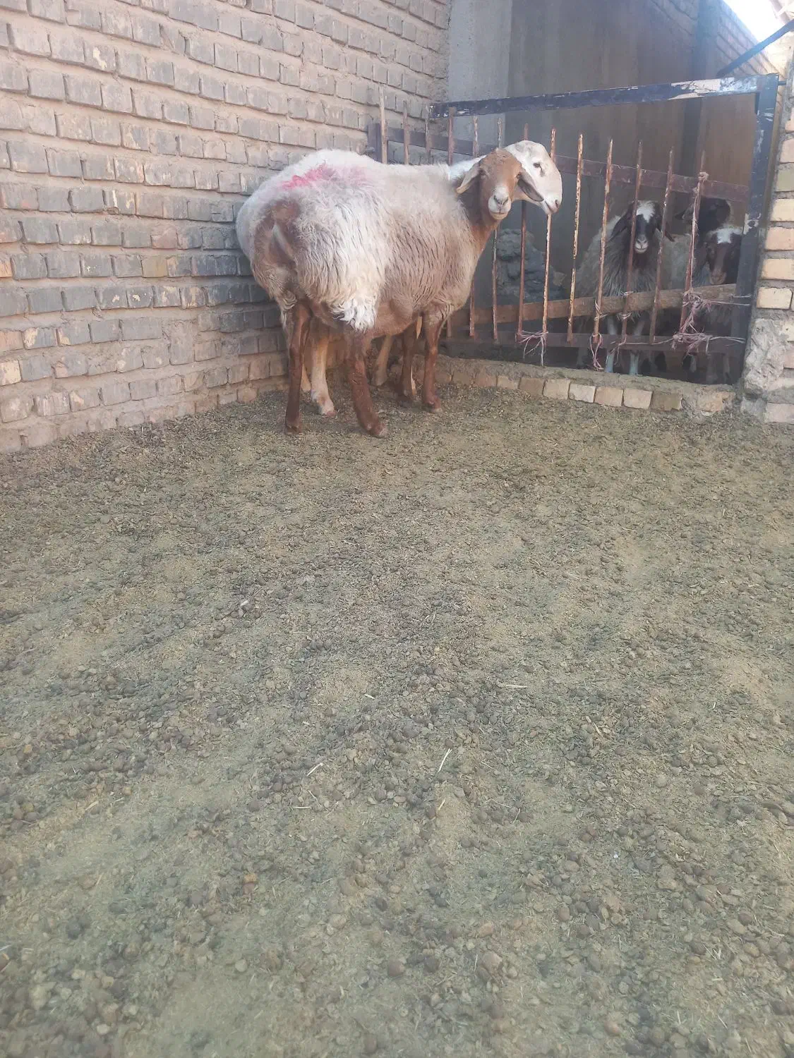 میش عربی در تربت جام|حیوانات مزرعه|تربت جام, کاریز نو سفلی|دیوار