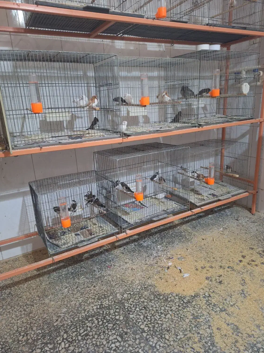 فنج بنگالی وگلدین|پرنده|قم, یزدانشهر|دیوار