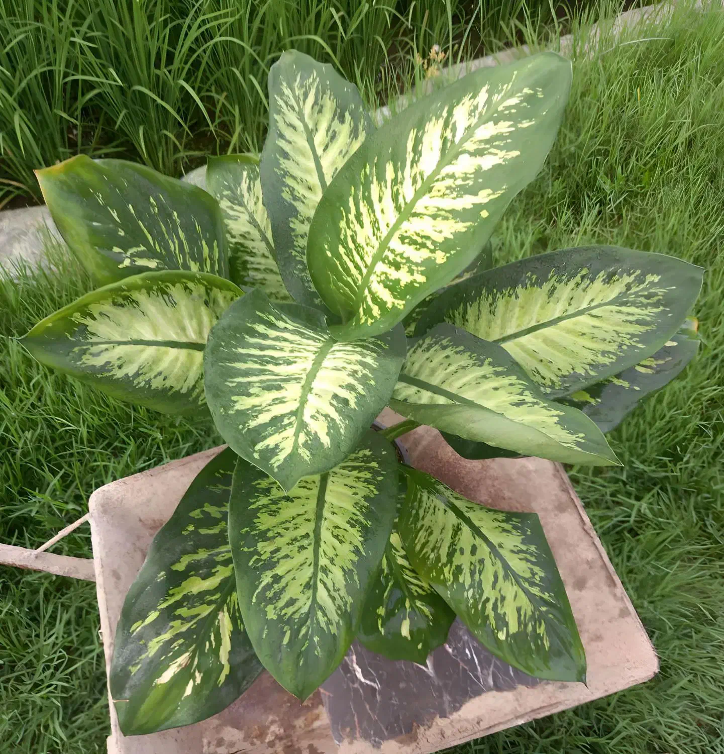 گل دیفن و اگلونما گرین لایت|گل و گیاه طبیعی|امامزاده عبدالله, |دیوار