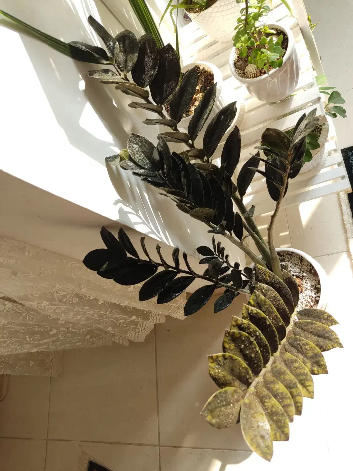 زاموفیلیا بلک وسبز|گل و گیاه طبیعی|ارومیه, |دیوار