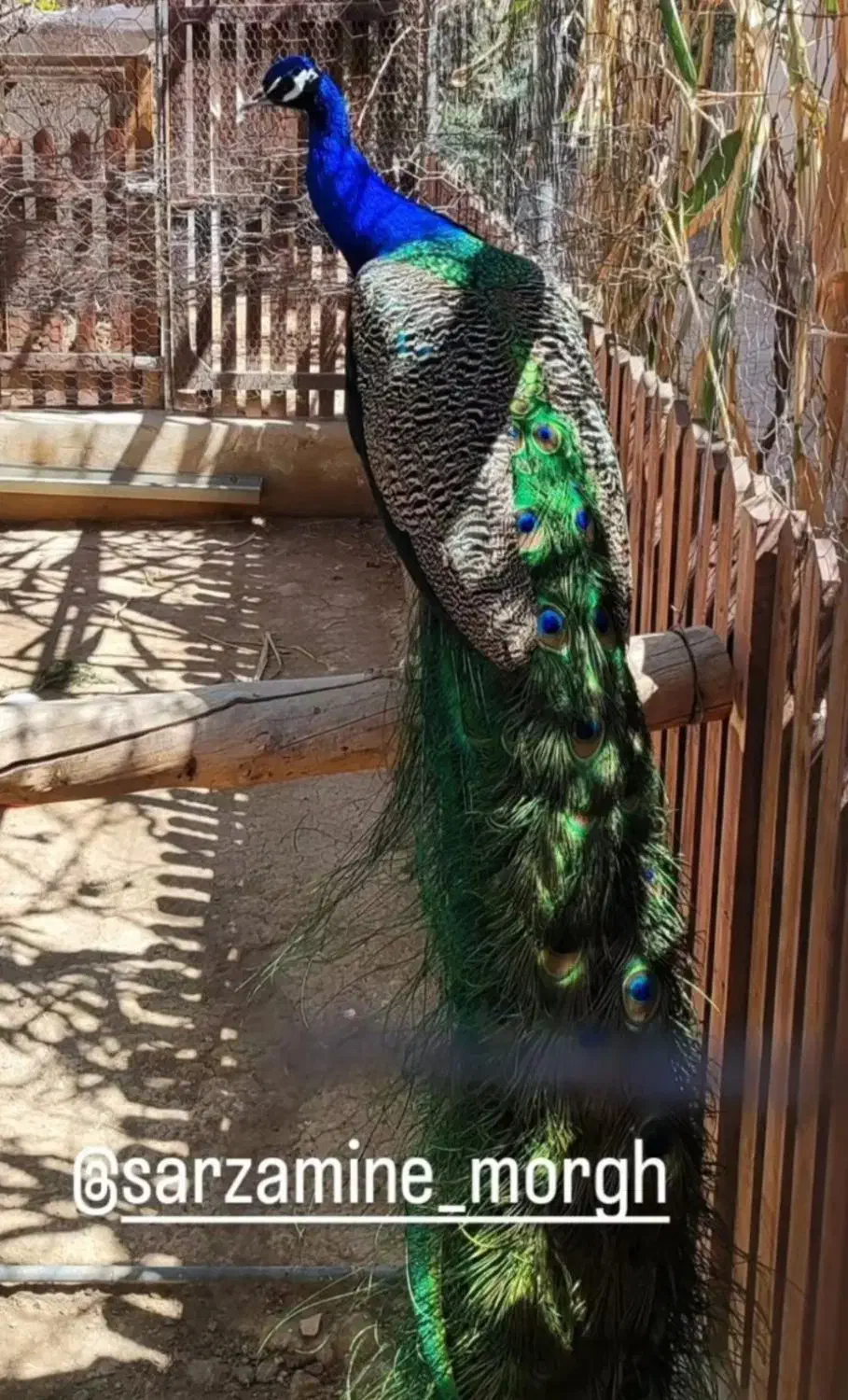 مرغ و خروس زینتی|حیوانات مزرعه|خمینی‌شهر, |دیوار