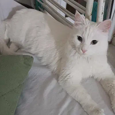 گربه پرشین اسکاتیش|گربه|محمدشهر, شهرک پیام (مهرالبرز)|دیوار