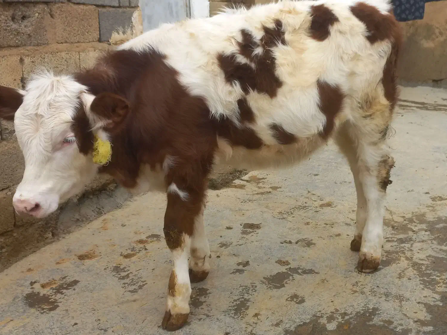 گوساله ماده سیمینتال|حیوانات مزرعه|دیواندره, |دیوار