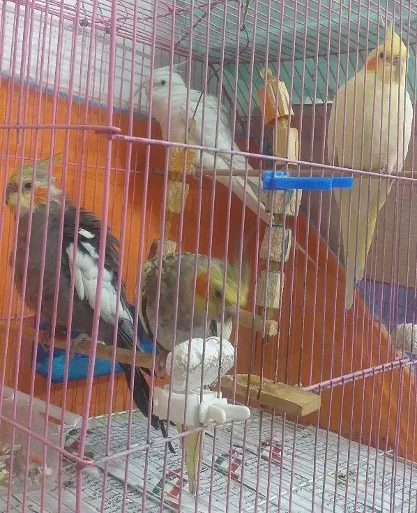 عروس هلندی ۴ تا|پرنده|هشتگرد, شهرک راه آهن|دیوار