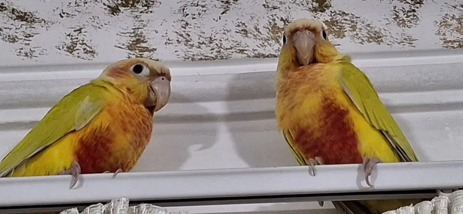 گرنیچیک|پرنده|مشهد, نیزه|دیوار