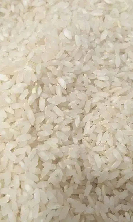 برنج کامفیروزی به شرط پخت|خوردنی و آشامیدنی|شیراز, سعدیه جنوبی|دیوار