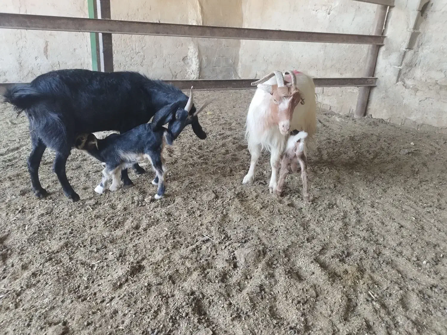 بز کهره دار|حیوانات مزرعه|شیراز, داریون|دیوار