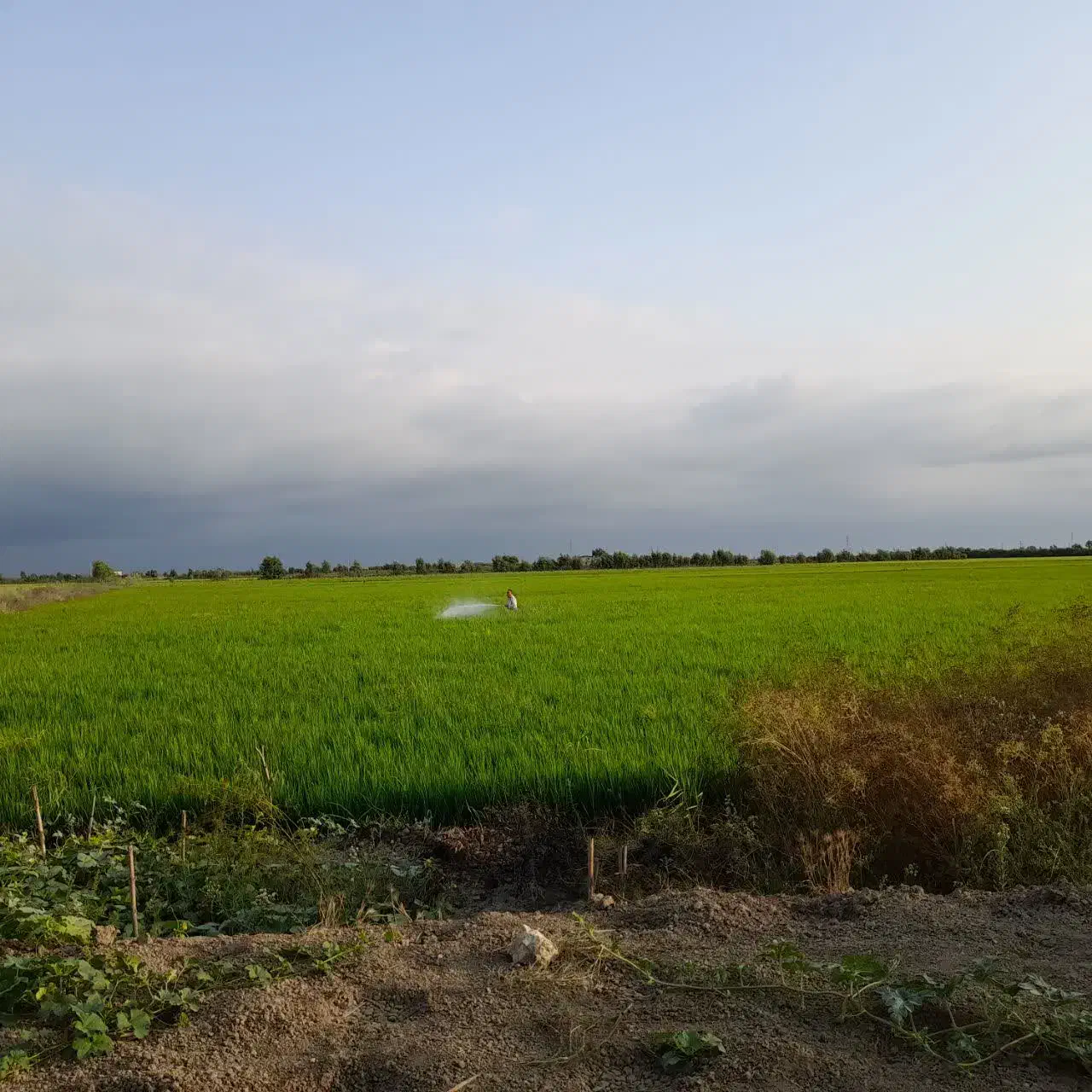 ۱هکتارزمین شالیزاری|فروش دفتر صنعتی، کشاورزی، تجاری|ساری, |دیوار