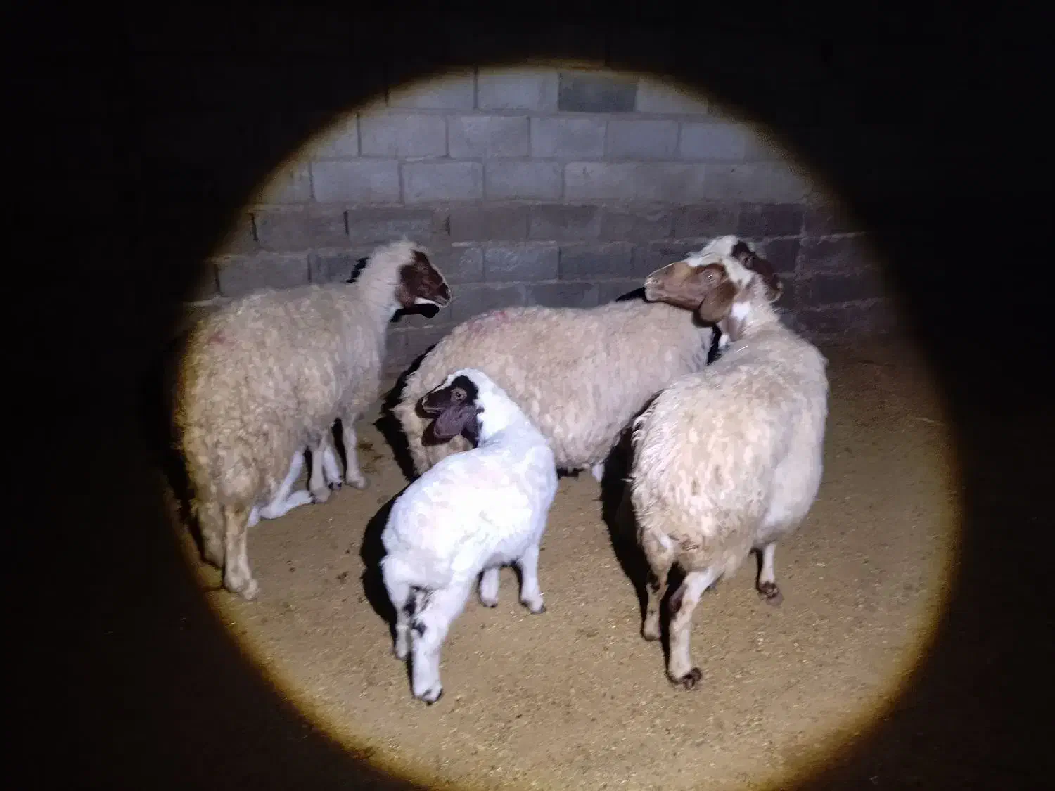 2جفت گوسفندبابره|حیوانات مزرعه|کارزان, |دیوار