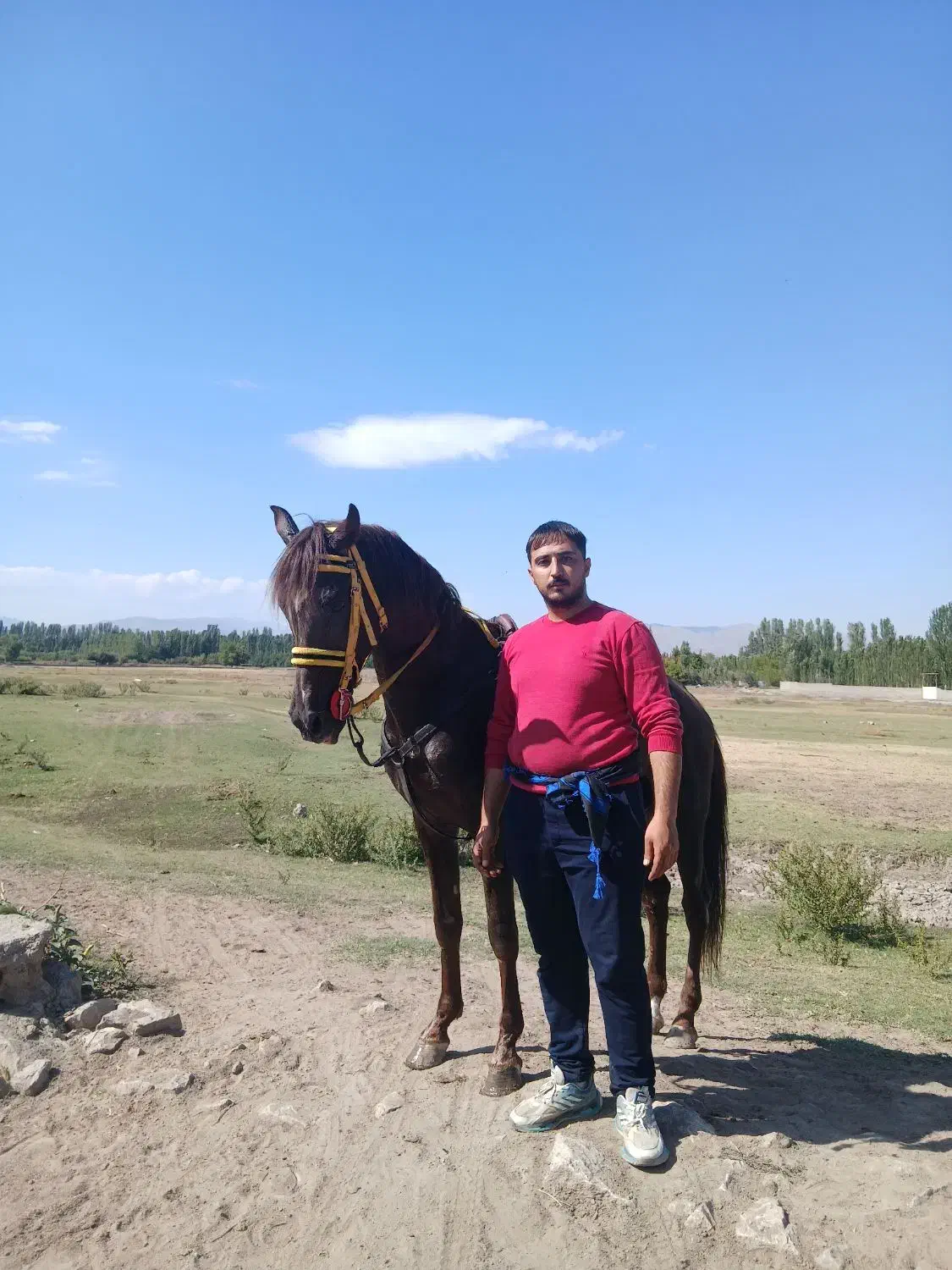 اسب|اسب و تجهیزات اسب‌سواری|خوی, |دیوار