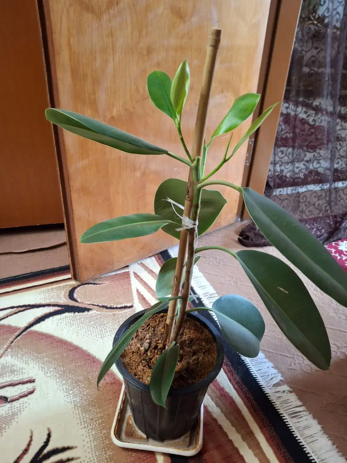 گل فیکوس سبز ،۱۵۰ تومان|گل و گیاه طبیعی|کازرون, |دیوار