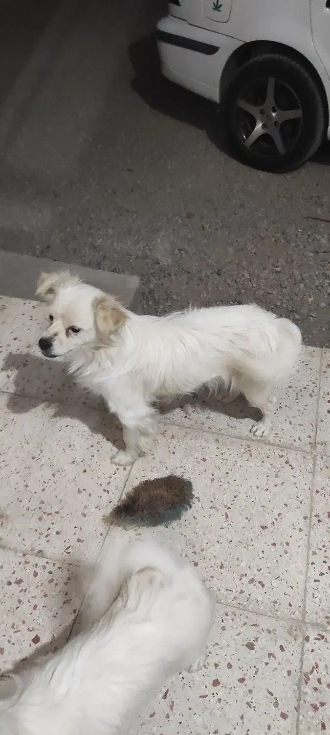 واگذاری سگ|سگ|محمدیه-قزوین, |دیوار