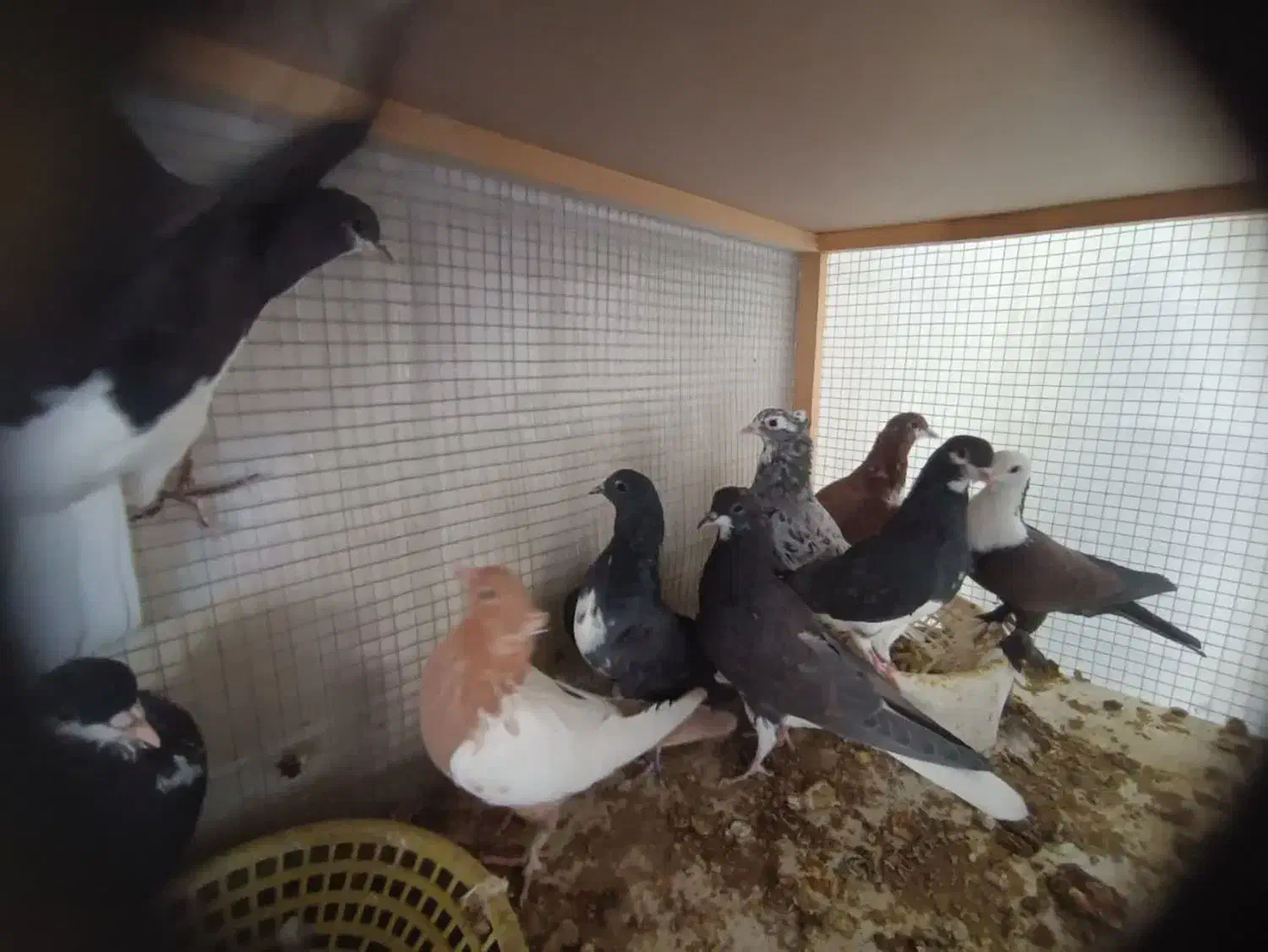 9 عدد جوجه بوم ندیده قیمت تماس بگیرید|پرنده|ابرکوه, |دیوار