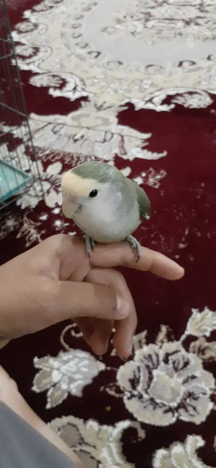 طوطی برزیلی دستی فول به شرط سالم|پرنده|شادگان, |دیوار