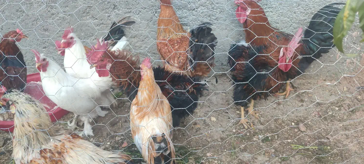 خروس زینتی و خانگی|حیوانات مزرعه|مهریز, |دیوار