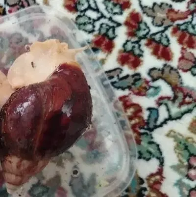 حلزون|خزنده|نیشابور, هفده شهریور|دیوار