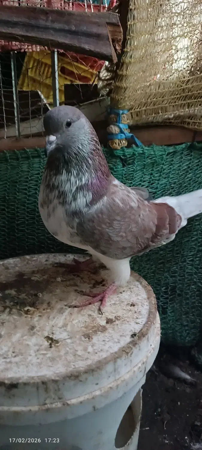 کفتر|پرنده|جیرفت, |دیوار