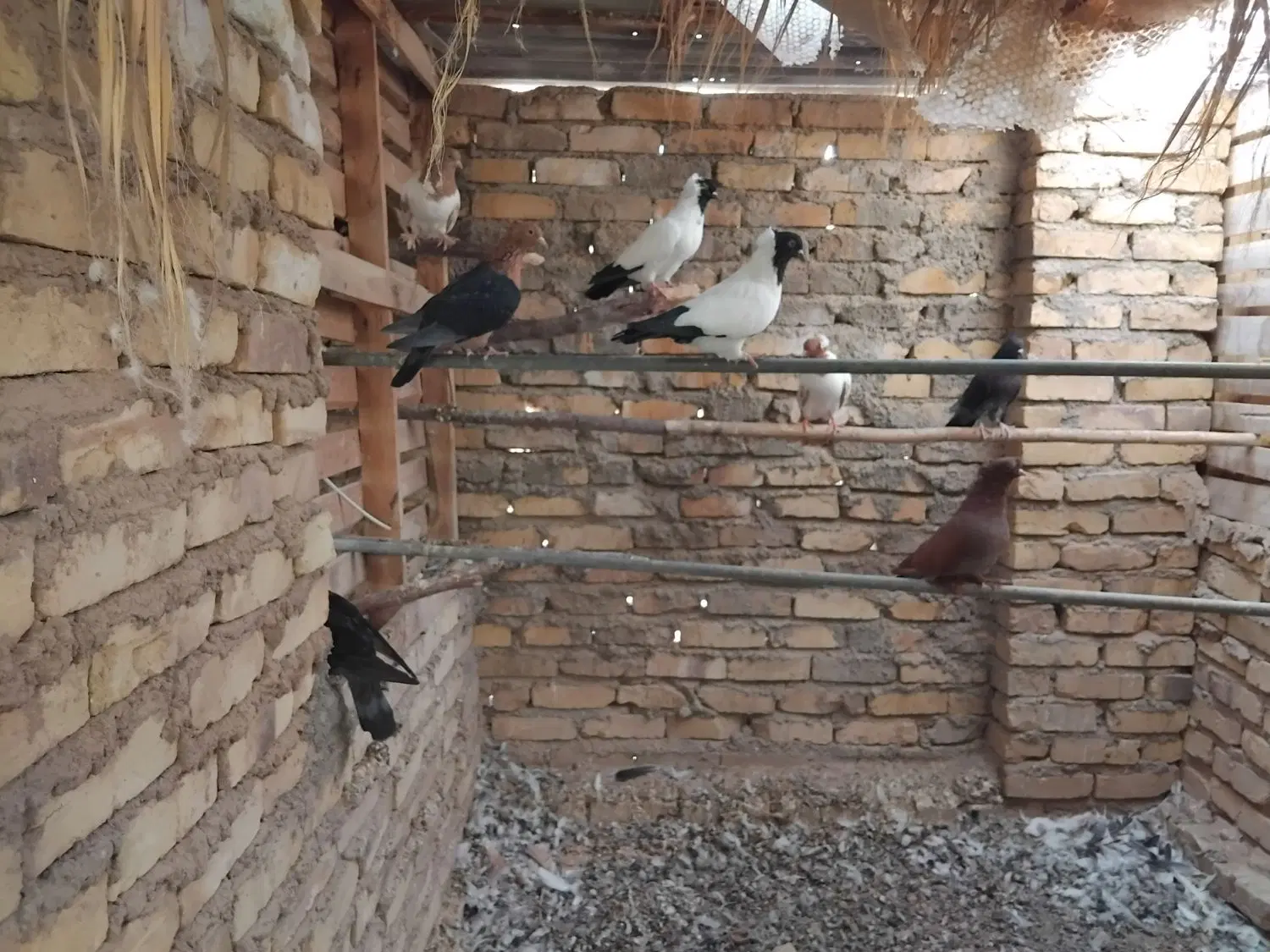 کفتر|پرنده|اردکان, |دیوار