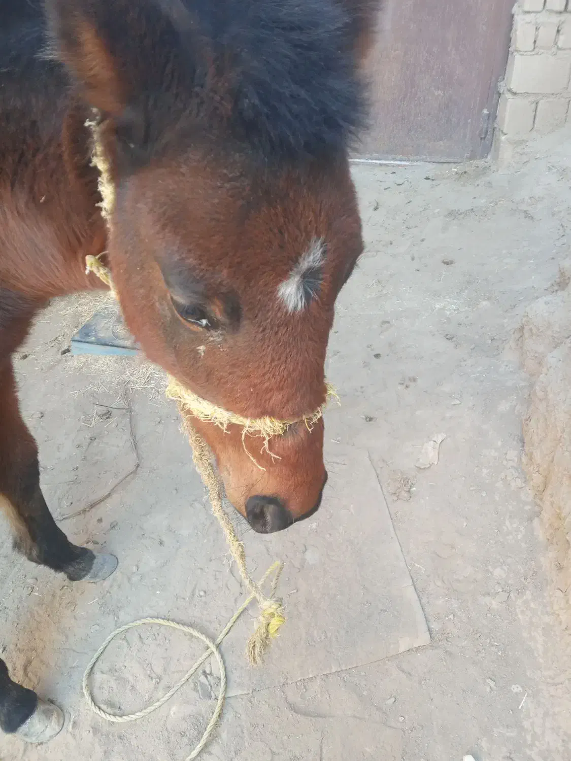 اسب نر|اسب و تجهیزات اسبسواری|نیشابور, دارایی|دیوار