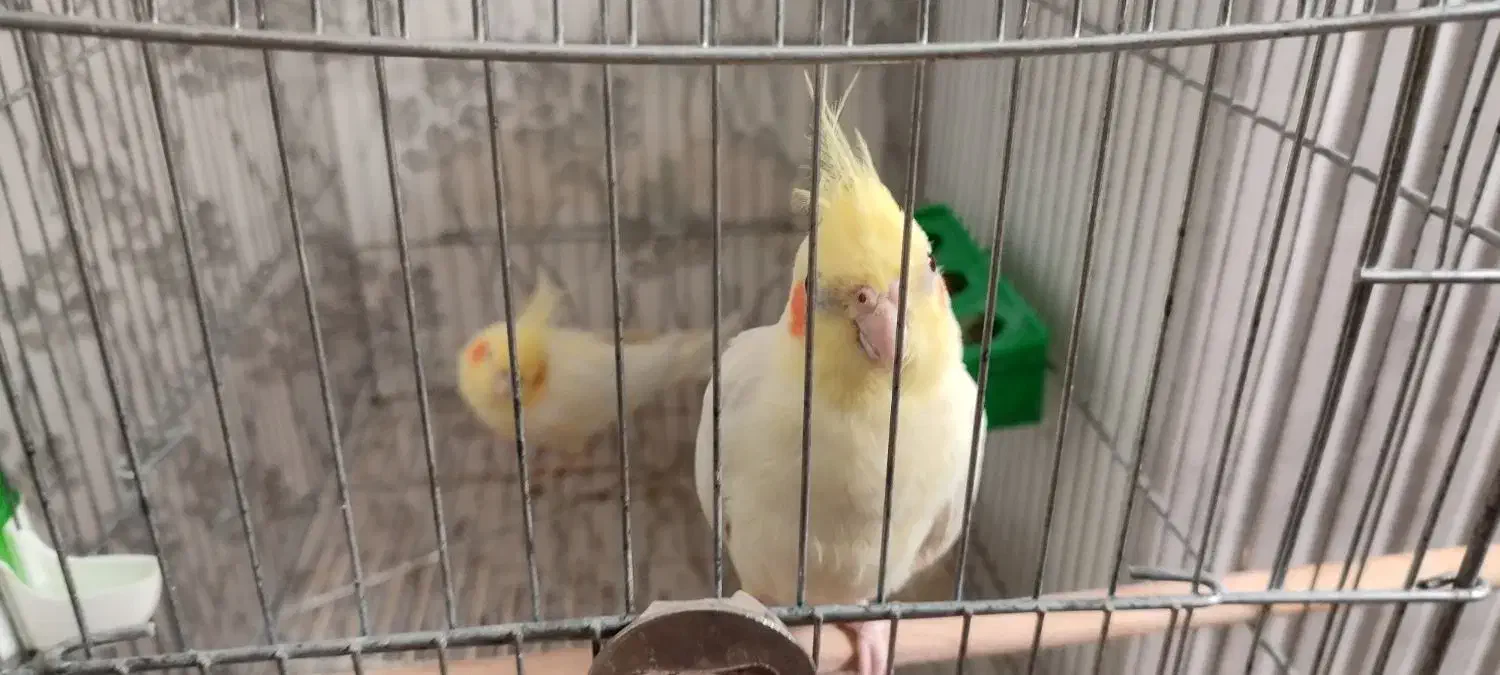 عروس پاریس|پرنده|کارون, |دیوار