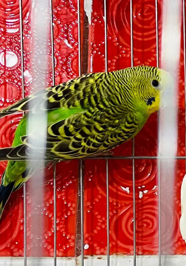 مرغ عشق نر اماد جفت|پرنده|ارومیه, |دیوار