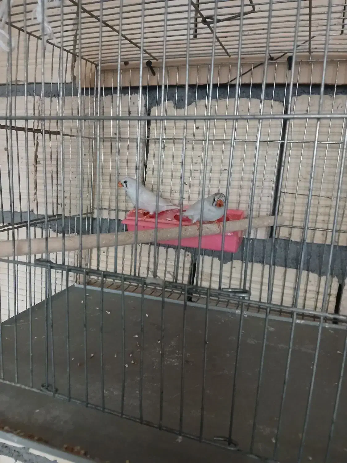 فنچ و مرغ عشق|پرنده|نجف‌آباد, یزدانشهر|دیوار