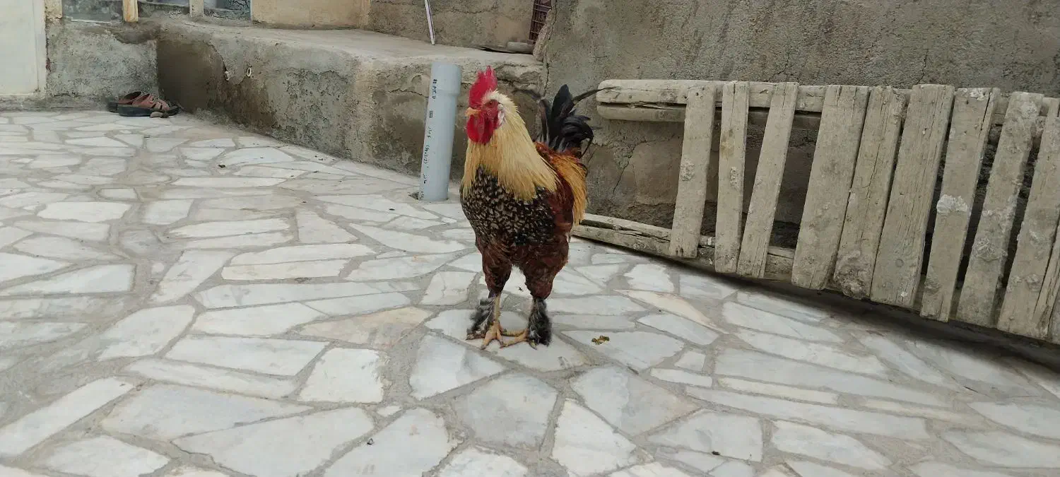 خروس برهما دهگلان|حیوانات مزرعه|دهگلان, |دیوار