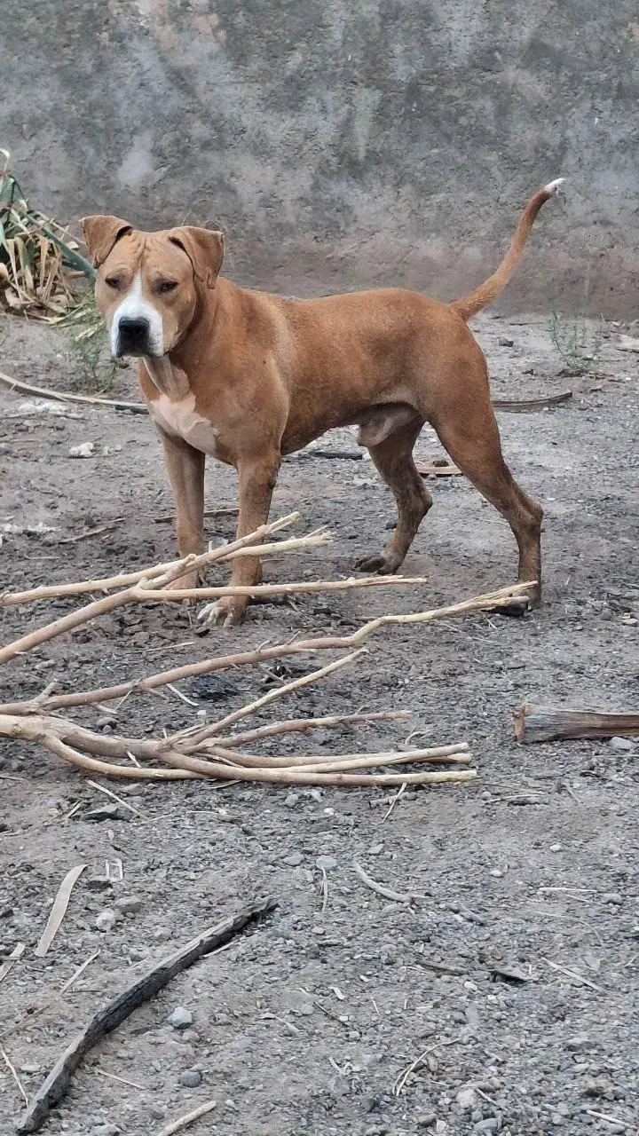 پیت بول|سگ|بم, |دیوار