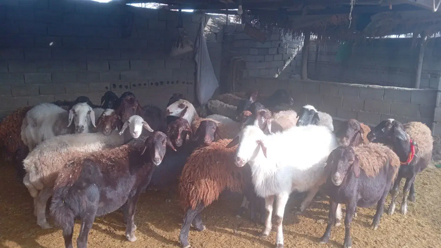 گوسفند زایده وابستن|حیوانات مزرعه|انبارآلوم, |دیوار