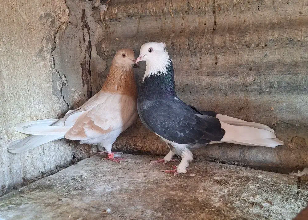 کفتر  ی جفت زرد و شازده|پرنده|ری, ولی آباد|دیوار