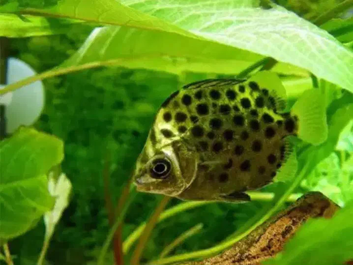 فروش اکواریوم|ماهی|کرمان, |دیوار