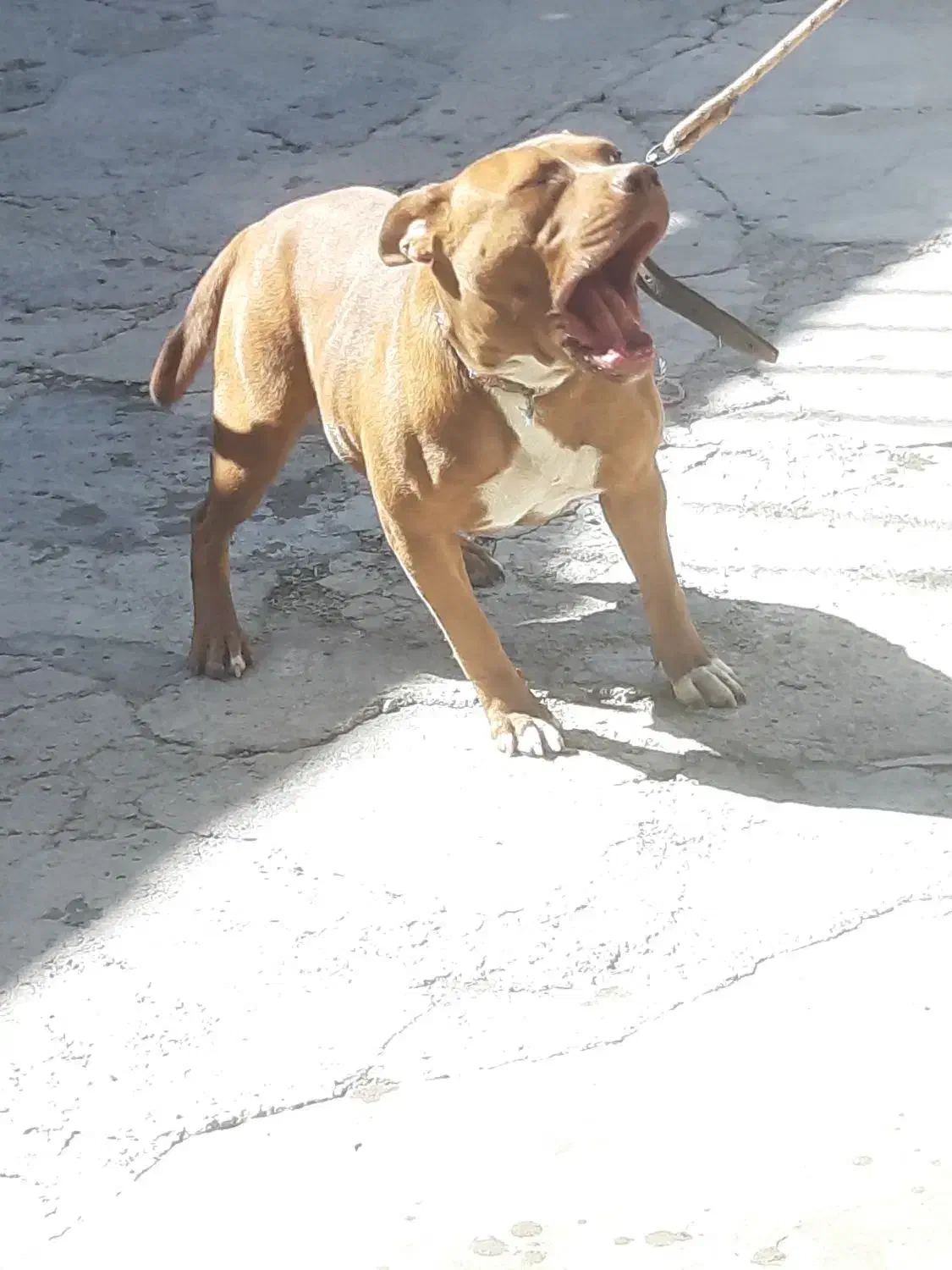 سگ بیت بول|سگ|کرمانشاه, |دیوار