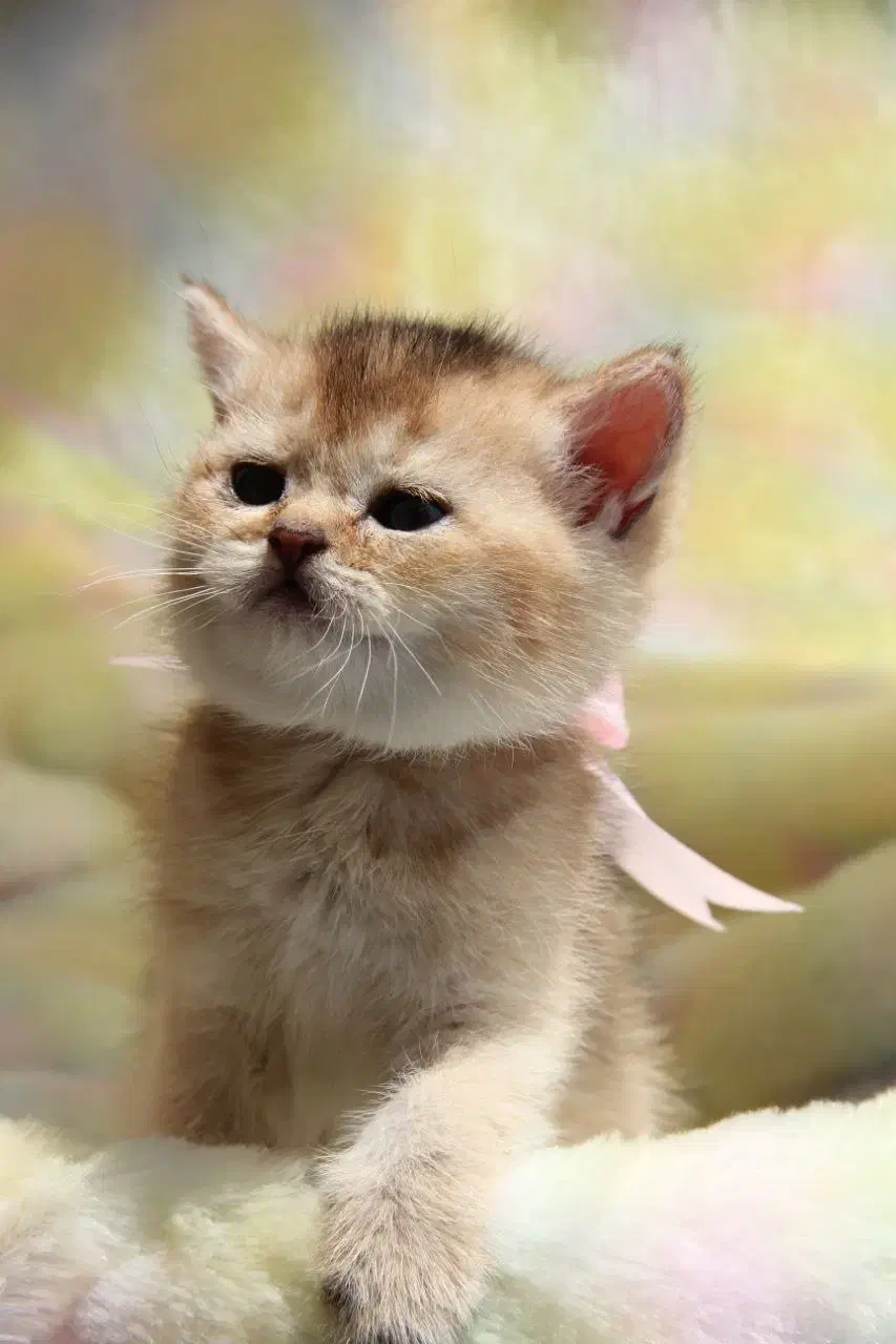 گربه پشمالو و خونگی|گربه|شیراز, فرهنگ شهر|دیوار